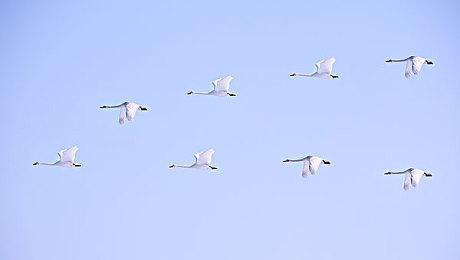 双摇杆肉鸽机甲射击游戏《合金重组》移植Switch